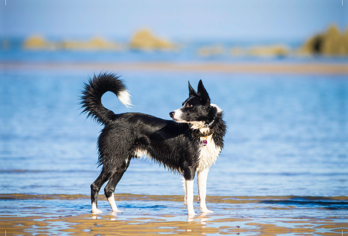 Border Collie am Strand