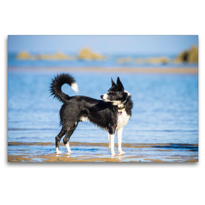 Border Collie am Strand