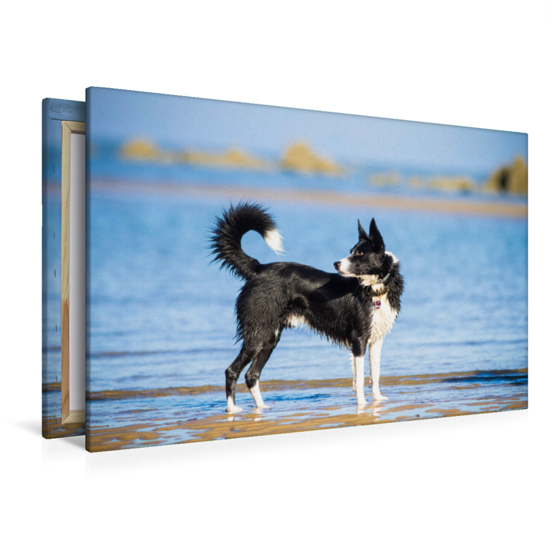 Border Collie am Strand