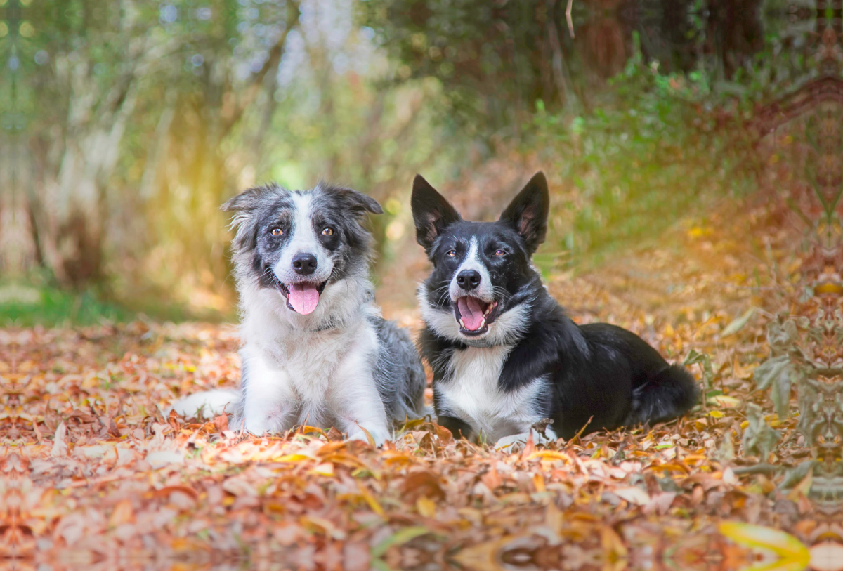 Border Collies im herbstlichen Wald