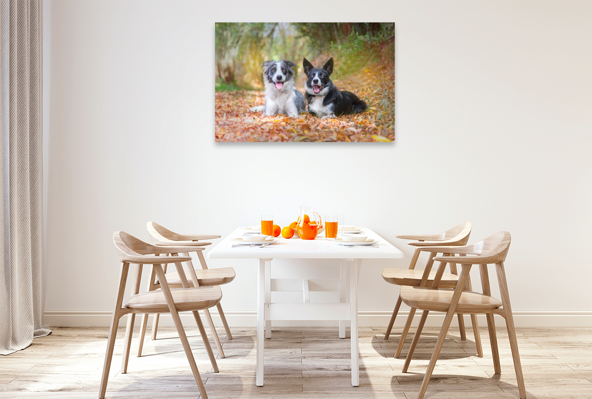 Border Collies im herbstlichen Wald