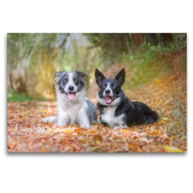 Border Collies im herbstlichen Wald