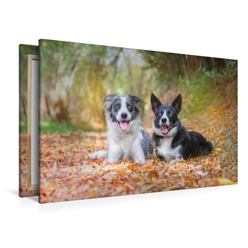 Border Collies im herbstlichen Wald