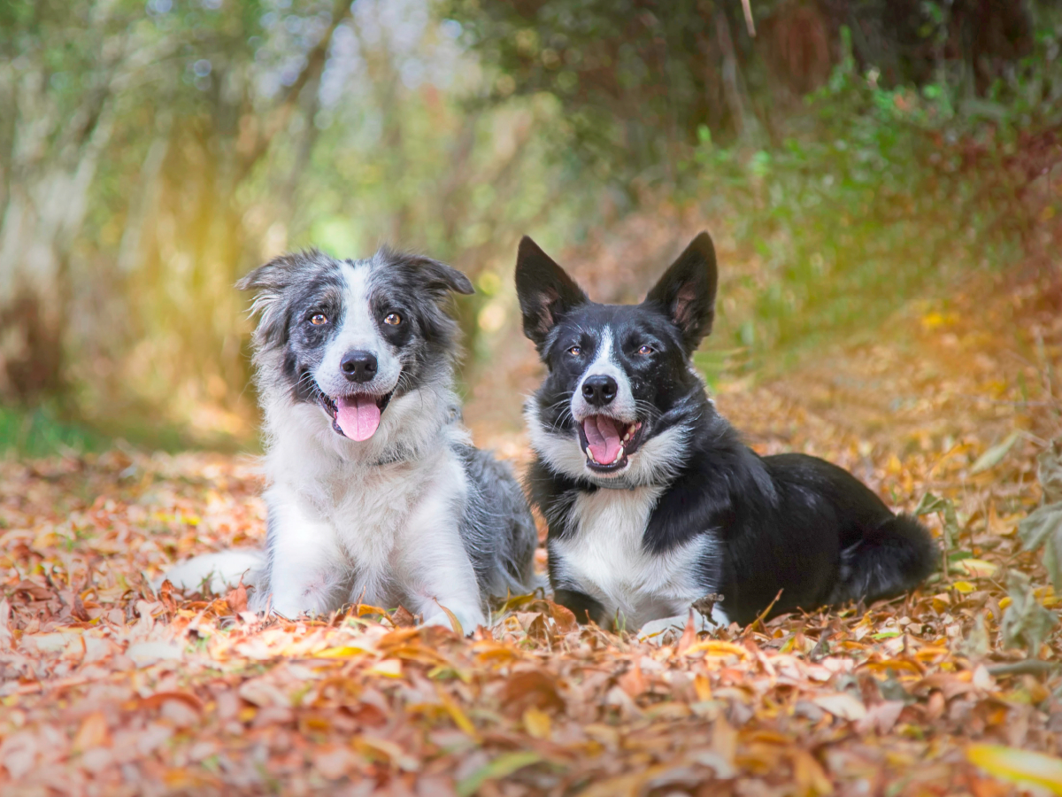 Border Collies im herbstlichen Wald