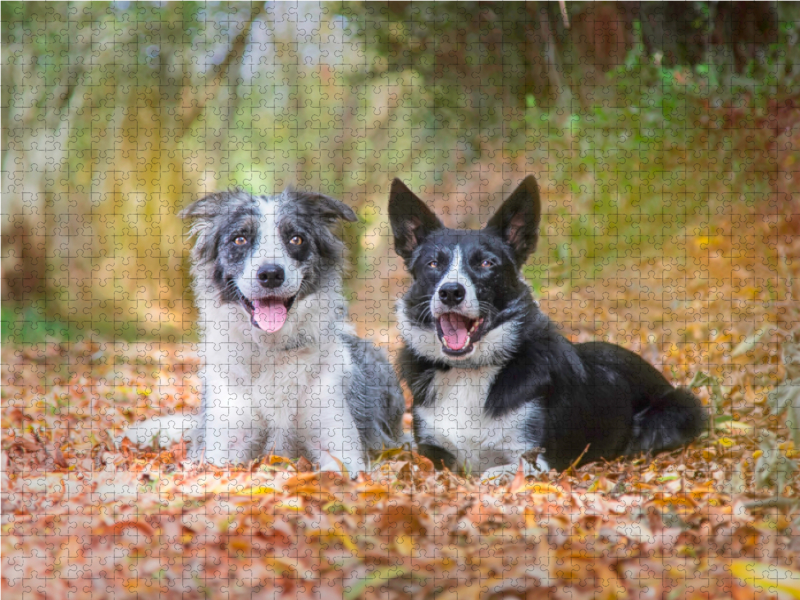 Border Collies im herbstlichen Wald