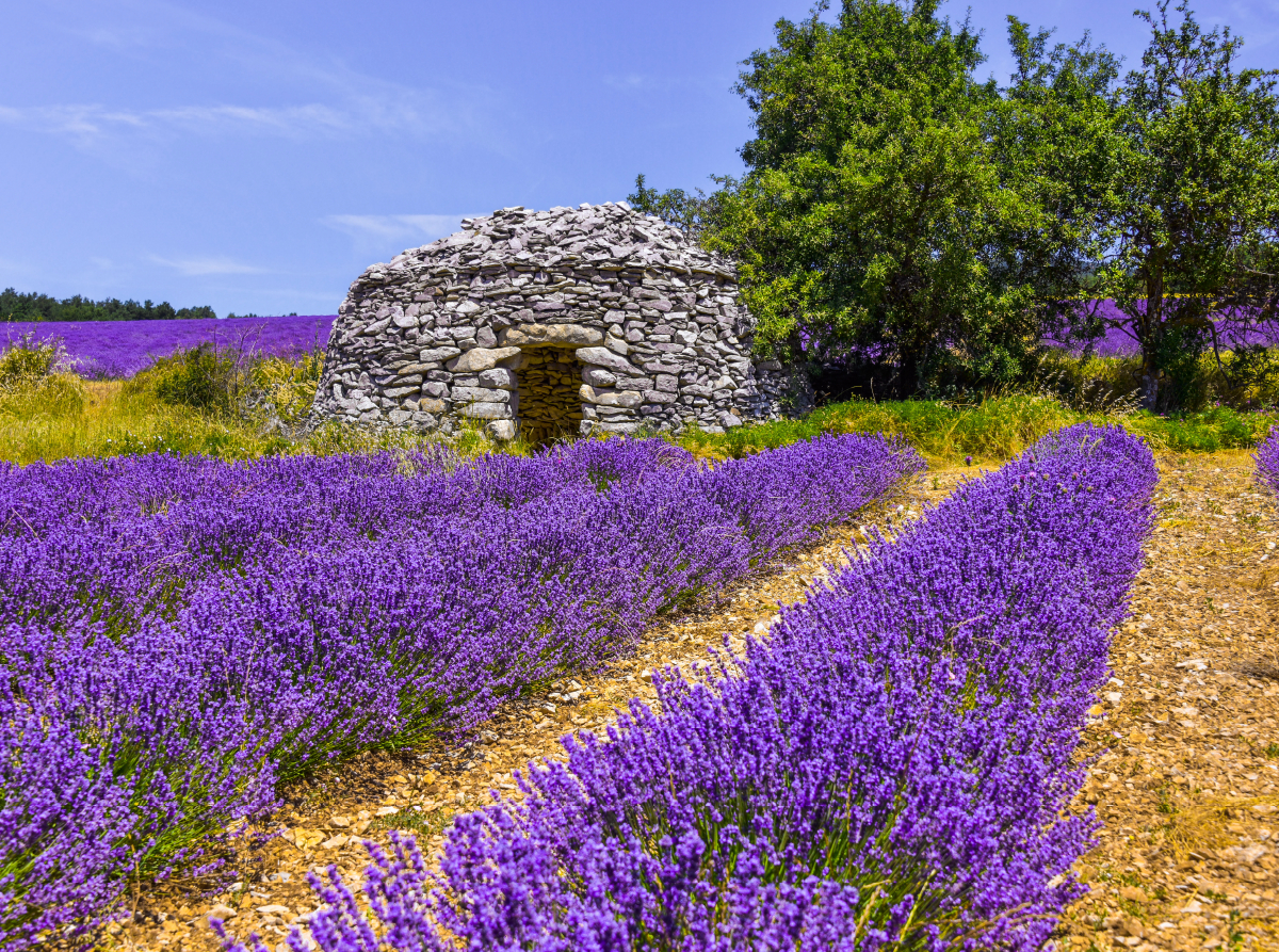 Lavendefeld mit Steinhütte