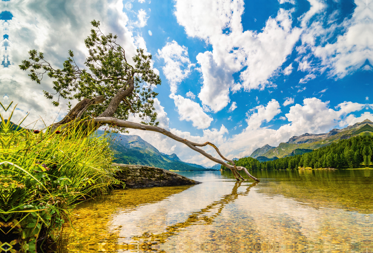 Baum am Silsersee