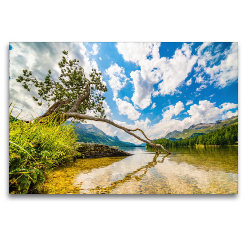 Baum am Silsersee