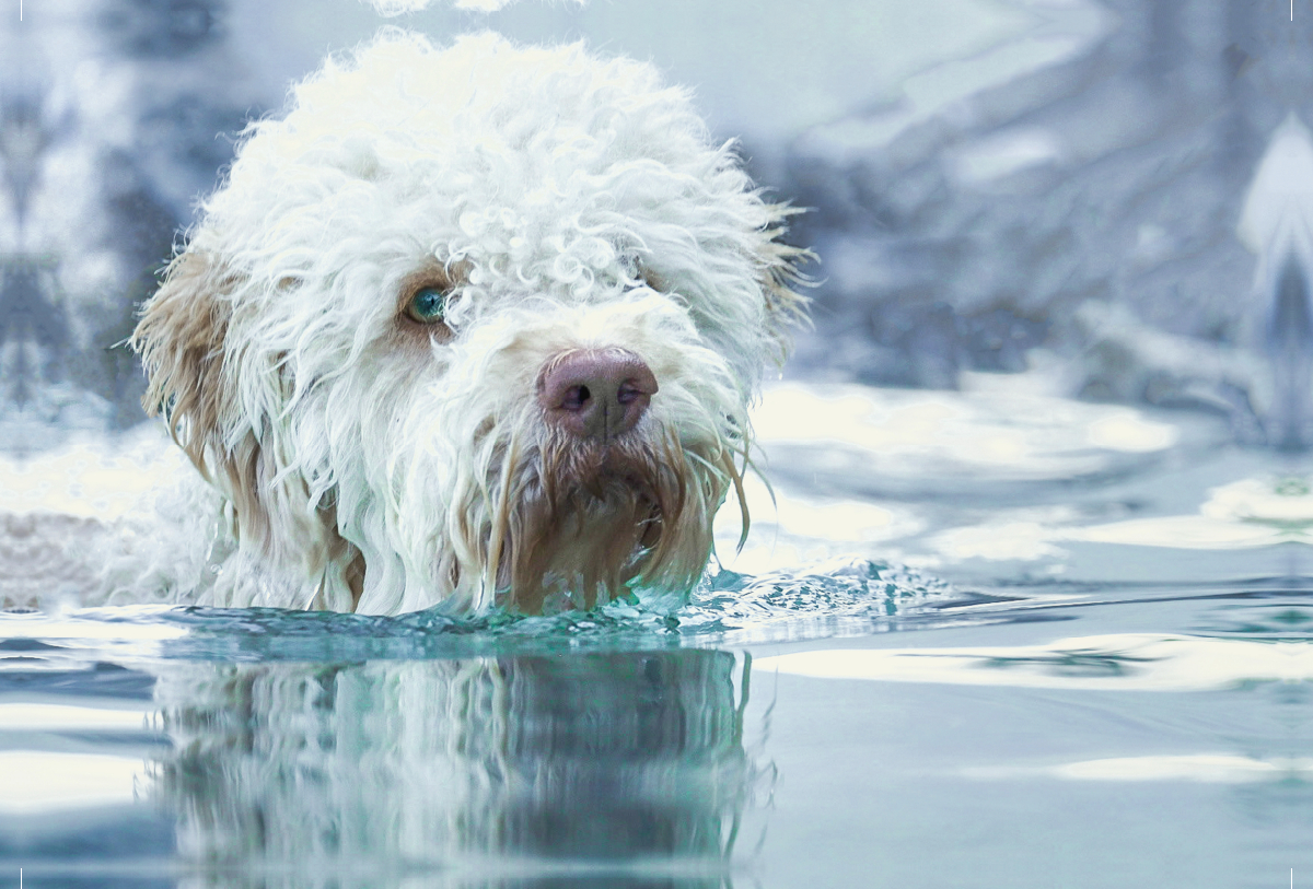 Lagotto Romagnolo sitzt im kalten, türkisblauen Winterwasser