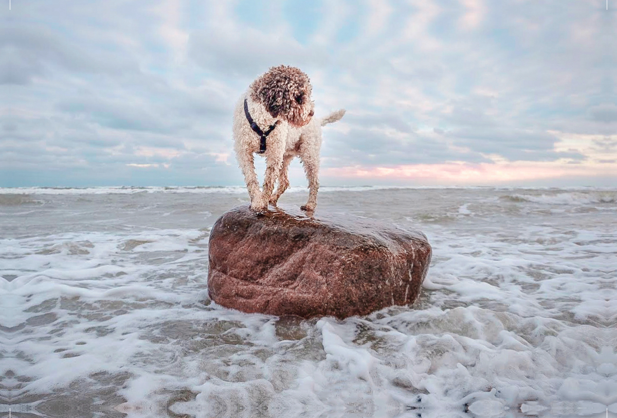 Lagotto Romagnolo Freiheitsstatue an der Ostsee