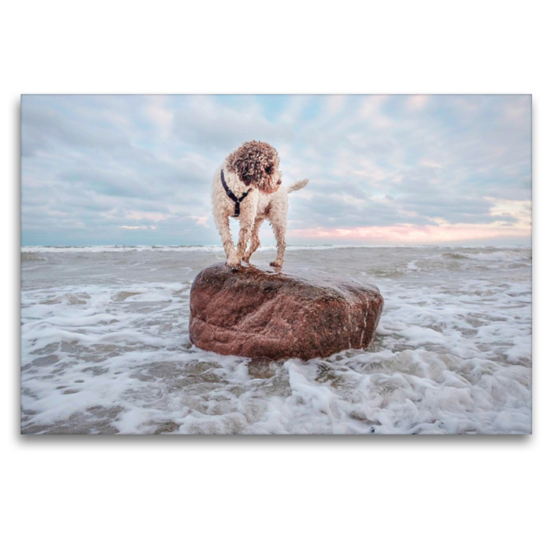 Lagotto Romagnolo Freiheitsstatue an der Ostsee