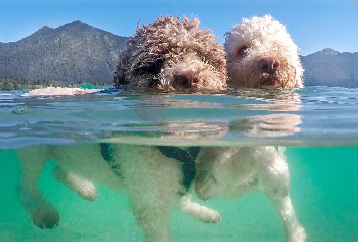 Lagotto Romagnolo Paar beim Schwimmen mit Unterwasseransicht