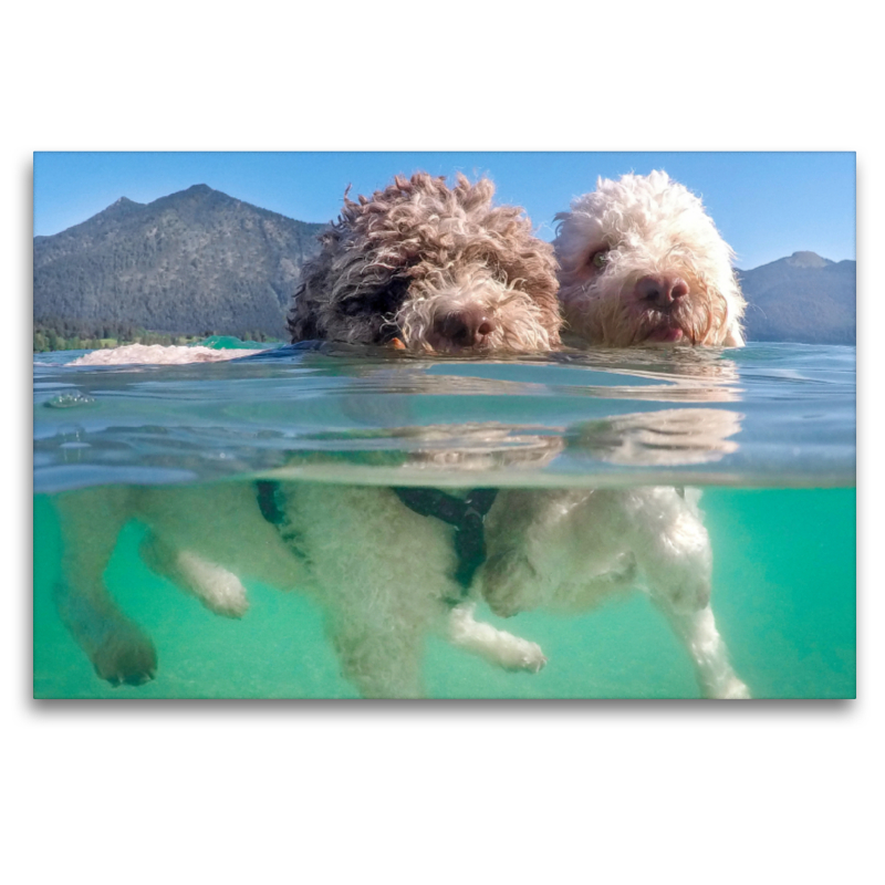 Lagotto Romagnolo Paar beim Schwimmen mit Unterwasseransicht