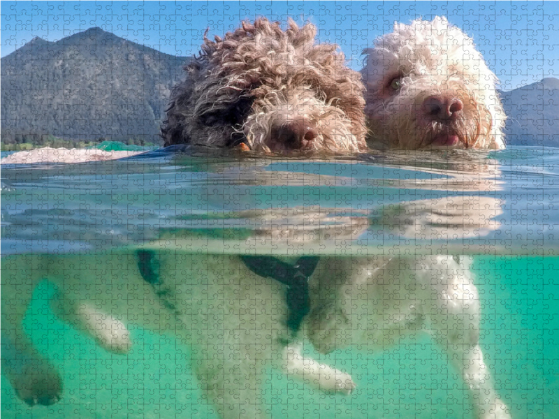 Lagotto Romagnolo Paar beim Schwimmen mit Unterwasseransicht