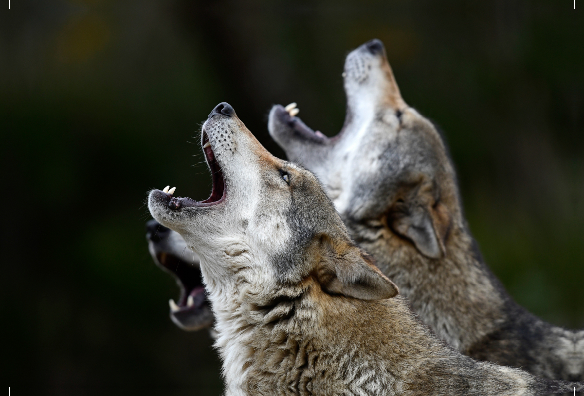 Eurasischer Wolf