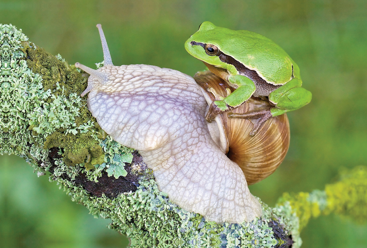 Laubfrosch/Weinbergschnecke