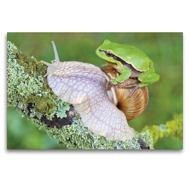 Laubfrosch/Weinbergschnecke