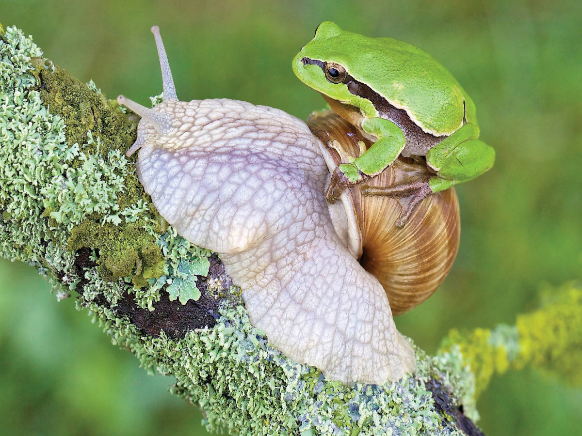 Laubfrosch/Weinbergschnecke