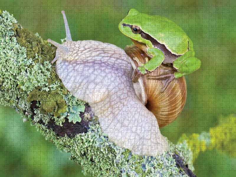Laubfrosch/Weinbergschnecke