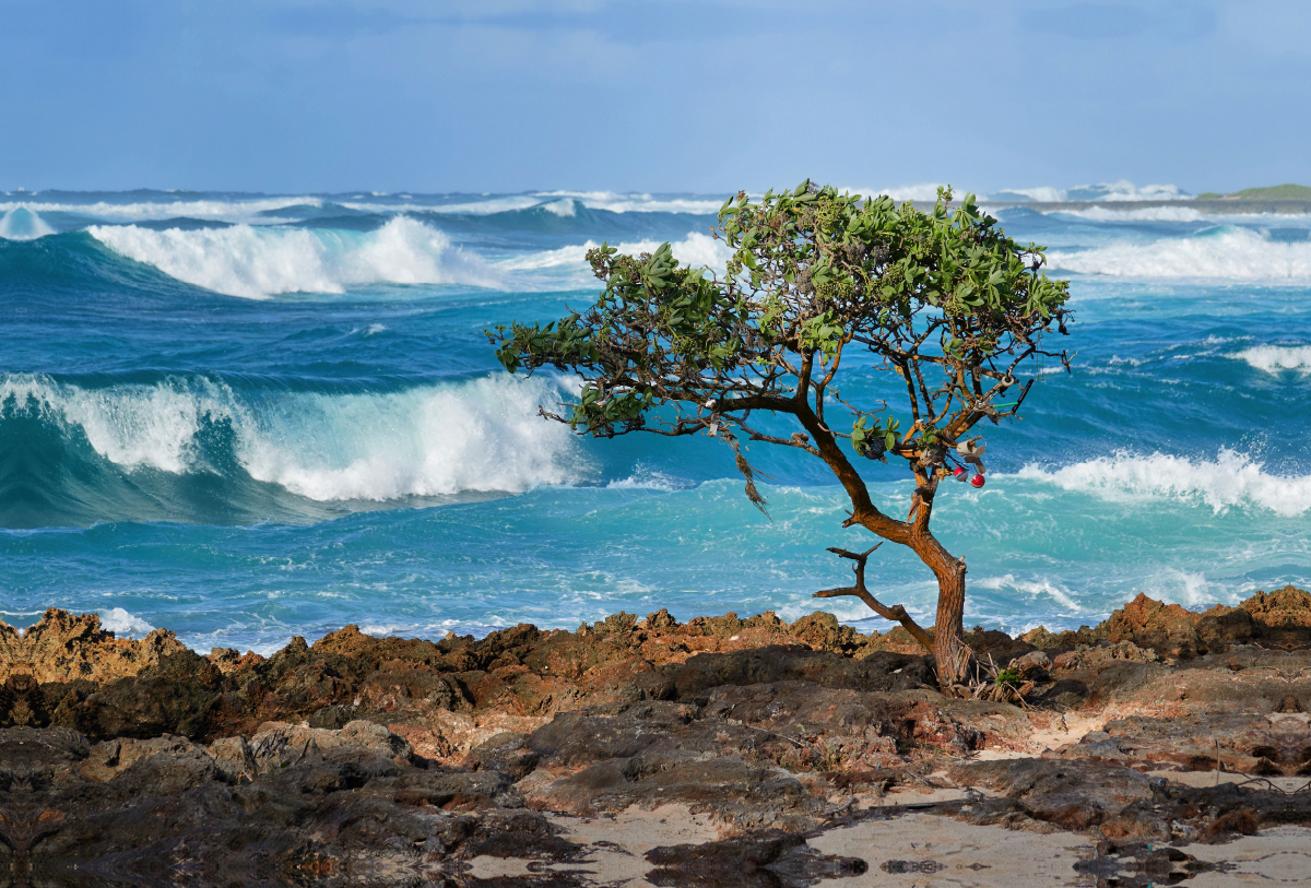 Wellen am Strand von North Shore auf der Insel Oahu auf Hawaii