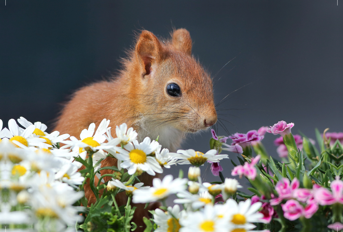 Chibs das Blumenhörnchen