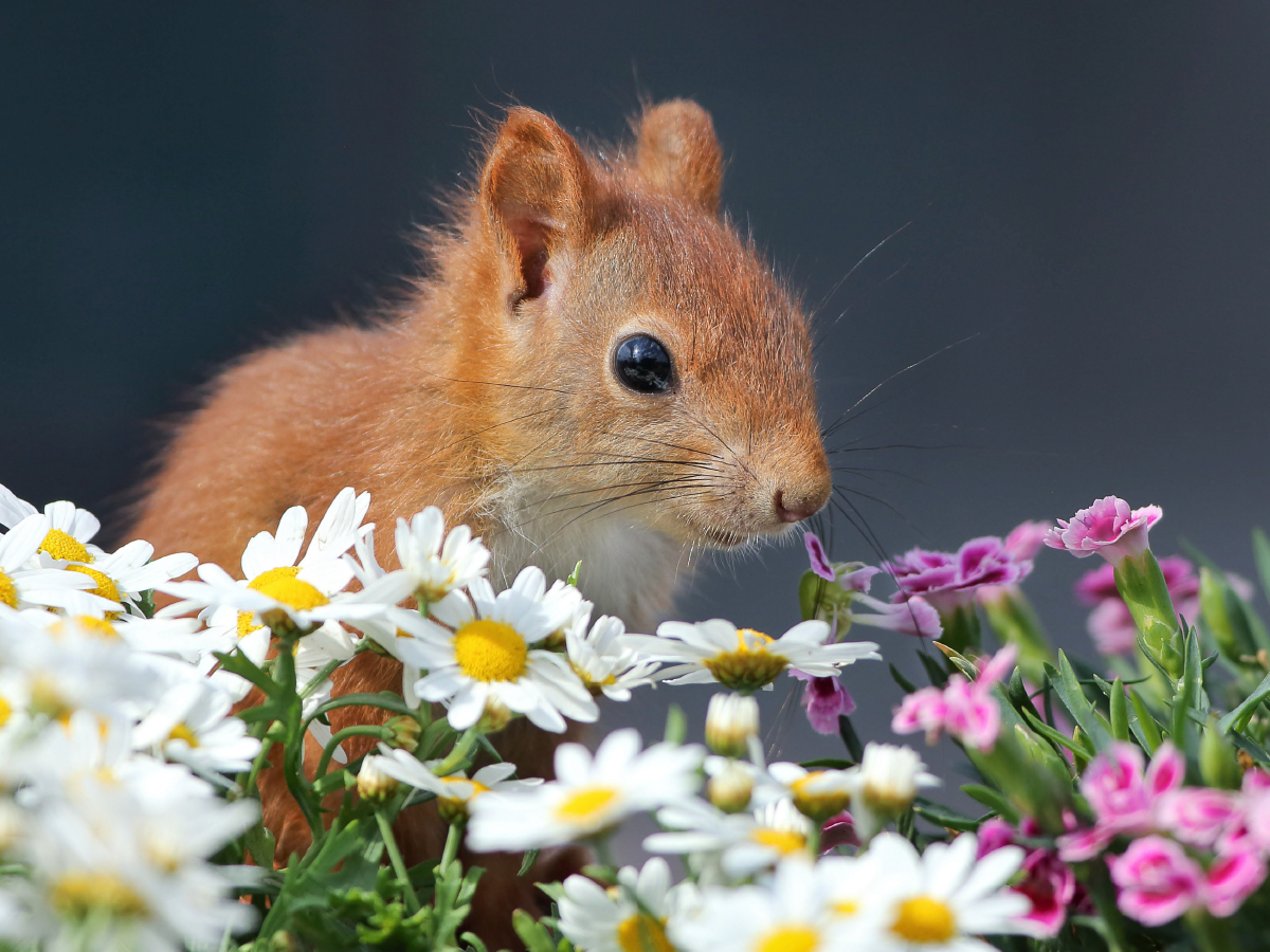 Chibs das Blumenhörnchen