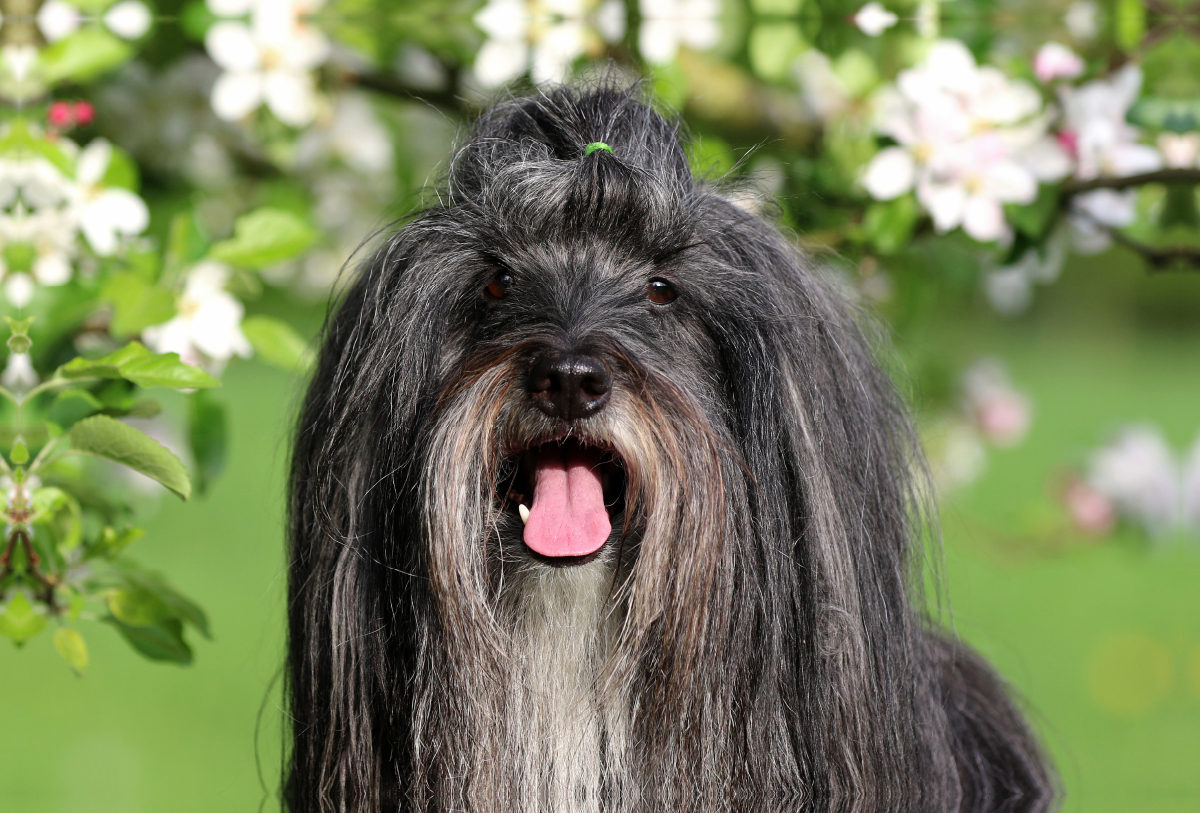 Ein Motiv aus dem Kalender Tibet Terrier Theo