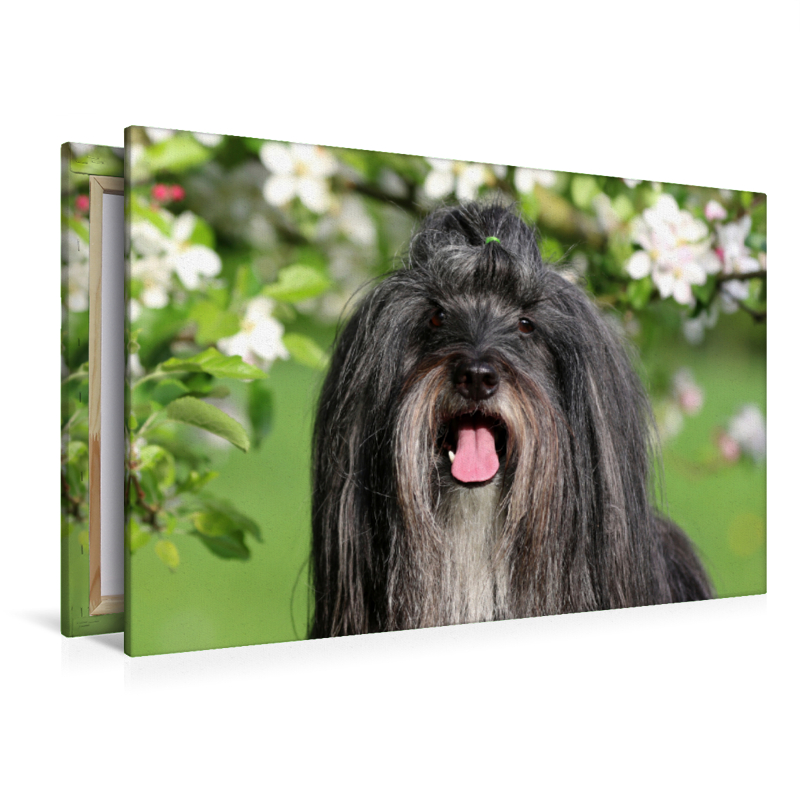 Ein Motiv aus dem Kalender Tibet Terrier Theo