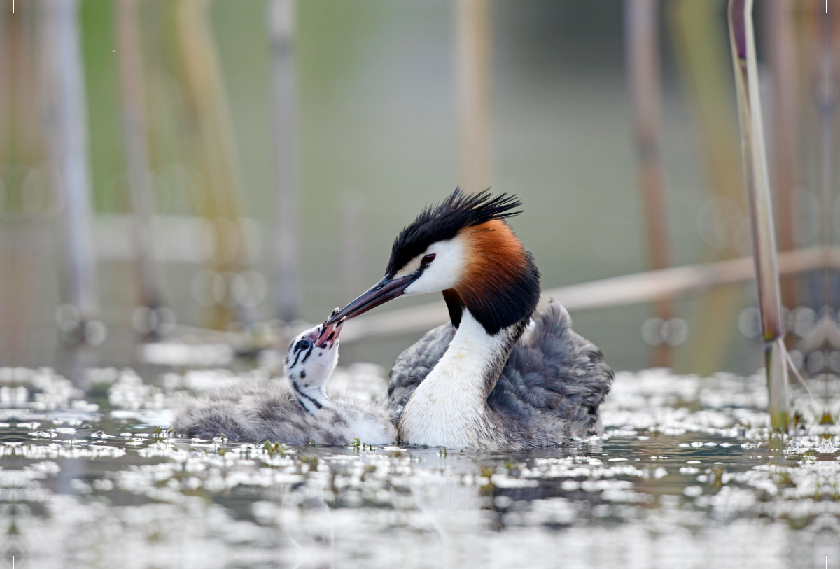 Haubentaucher (Podiceps cristatus)