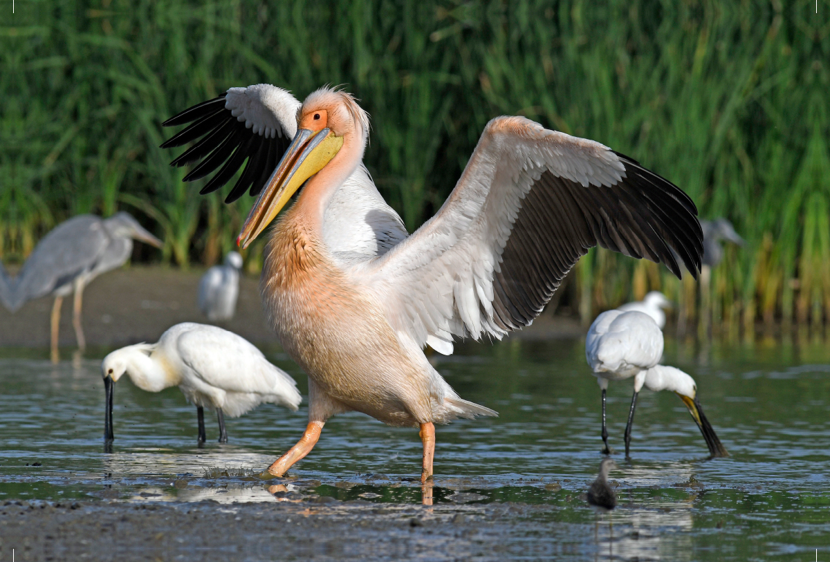 Rosapelikan (Pelecanus onocrotalus)