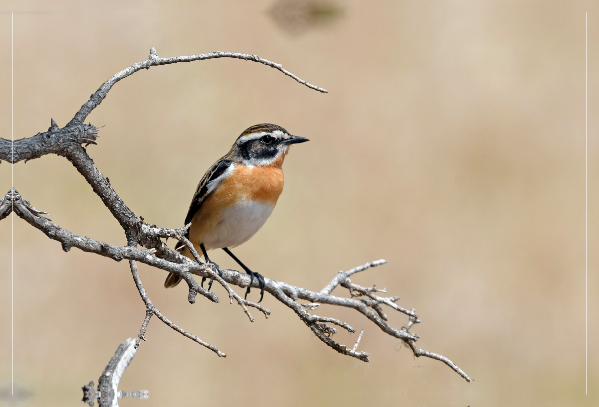 Braunkehlchen (Saxicola rubetra)