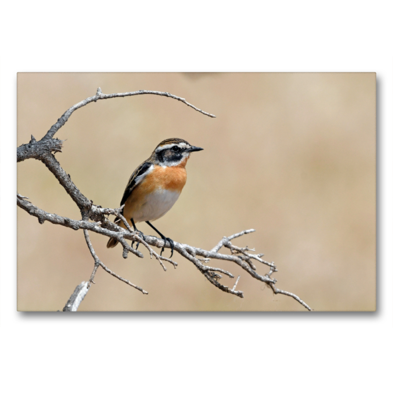 Braunkehlchen (Saxicola rubetra)