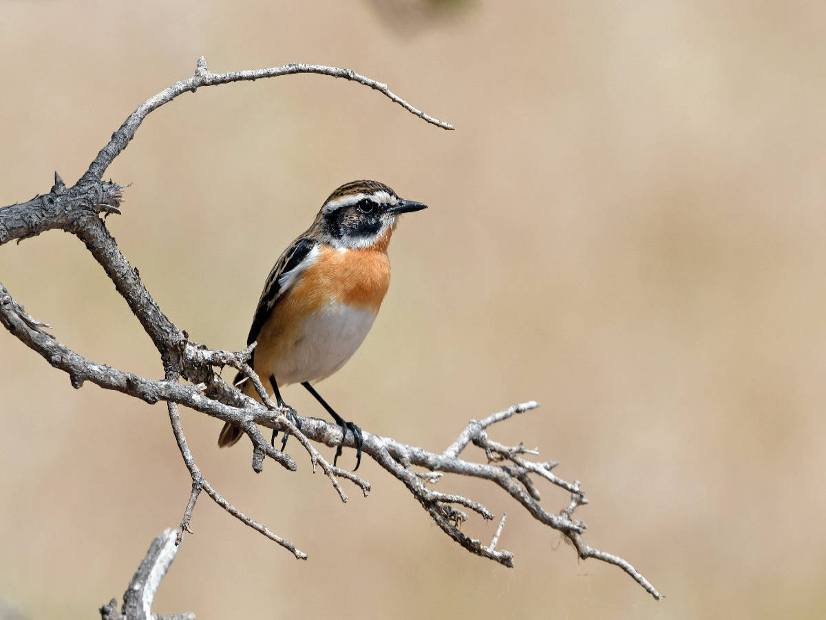 Braunkehlchen (Saxicola rubetra)
