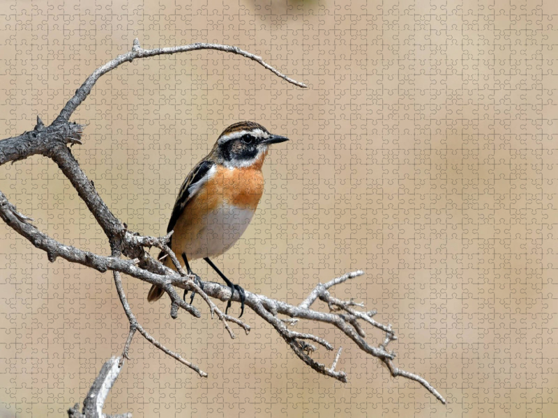 Braunkehlchen (Saxicola rubetra)