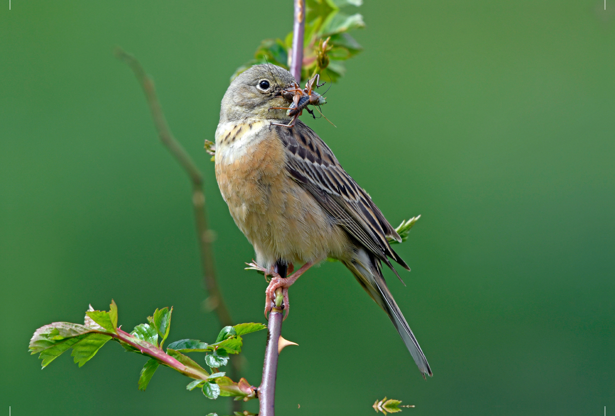 Ortolan (Emberiza hortulana)