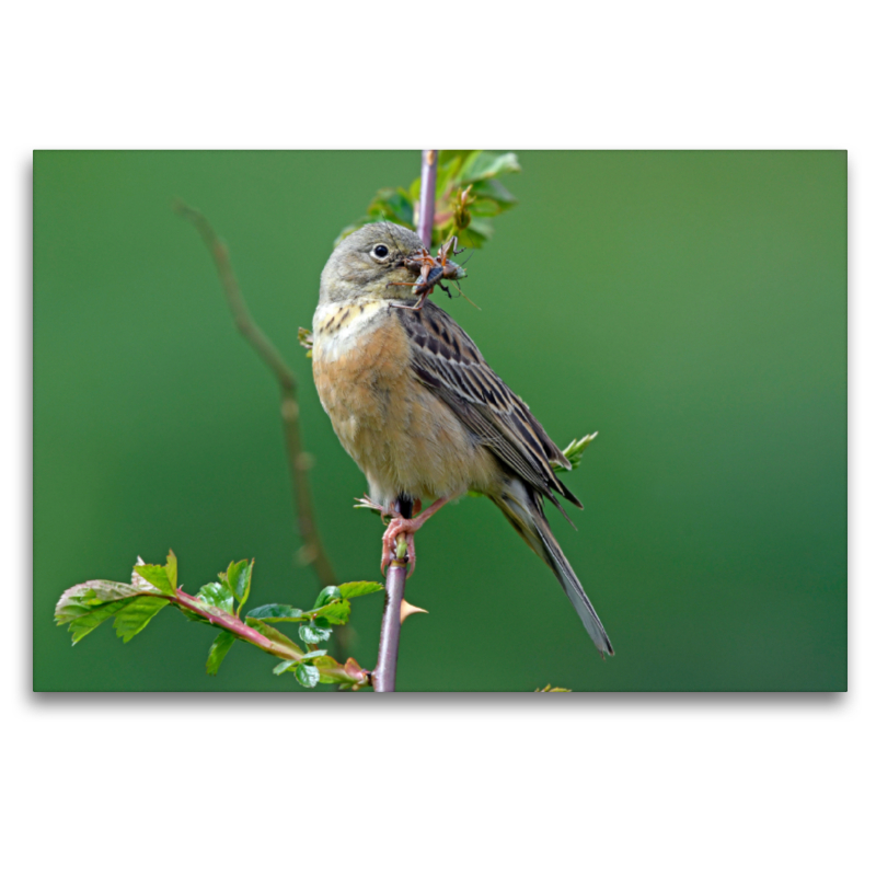 Ortolan (Emberiza hortulana)