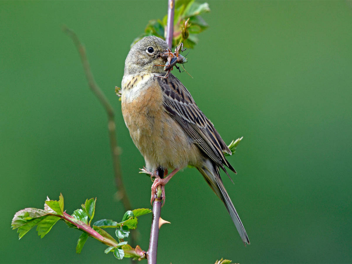 Ortolan (Emberiza hortulana)