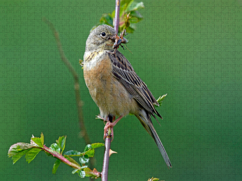 Ortolan (Emberiza hortulana)
