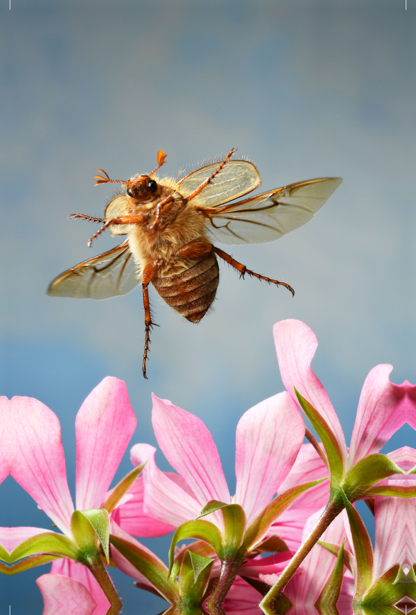 Junikäfer (Amphimallon solstitiale)