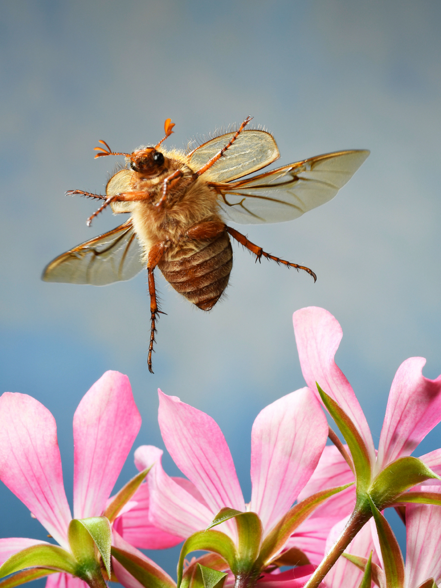 Junikäfer (Amphimallon solstitiale)