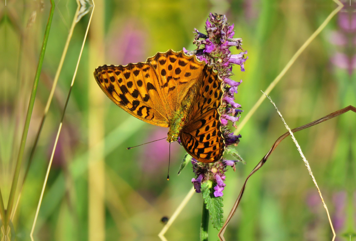 Kaisermantel / Argynnis paphia