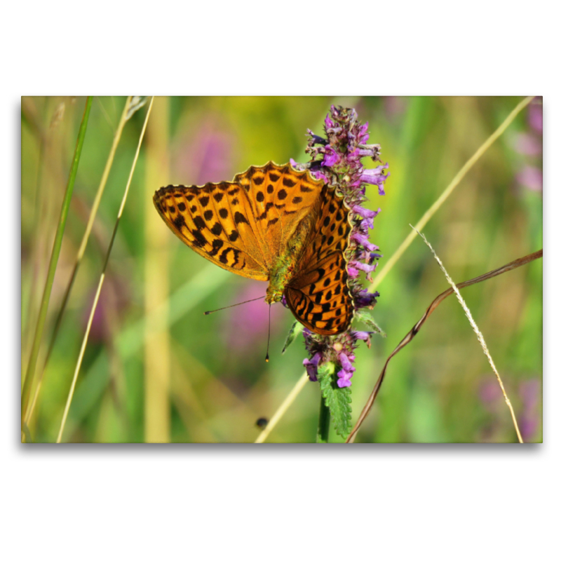 Kaisermantel / Argynnis paphia