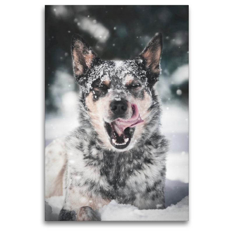 Kalter Winter und farblicher Australian Shepherd