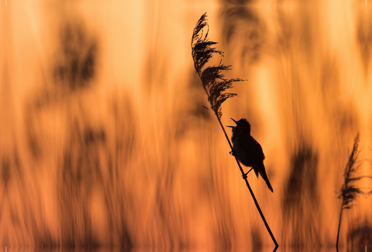 Drosselrohrsänger im Sonnenaufgang