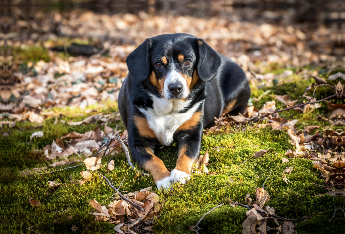 Entlebucher Sennenhunde