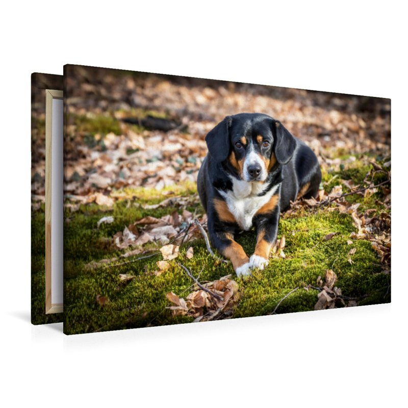 Entlebucher Sennenhunde