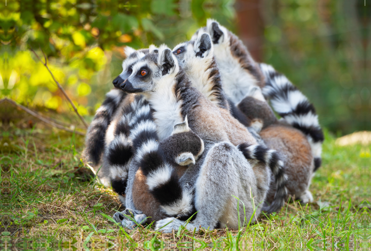 Familienbande