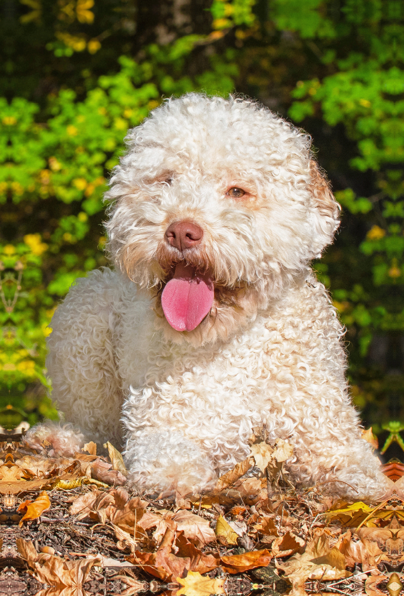 Ein Motiv aus dem Kalender Jahresplaner Lagotto Romagnolo