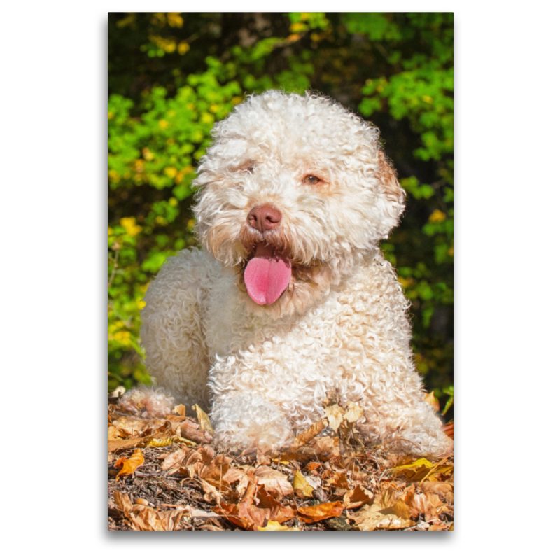 Ein Motiv aus dem Kalender Jahresplaner Lagotto Romagnolo