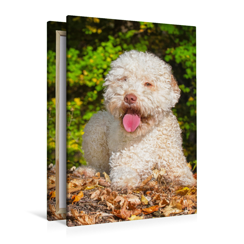 Ein Motiv aus dem Kalender Jahresplaner Lagotto Romagnolo